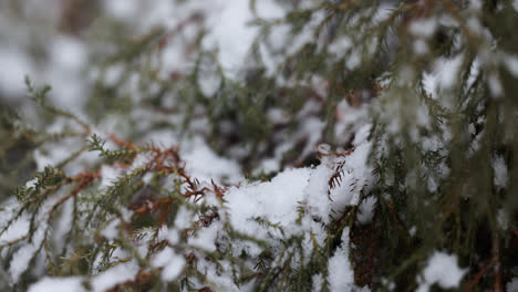 Frozen-branches