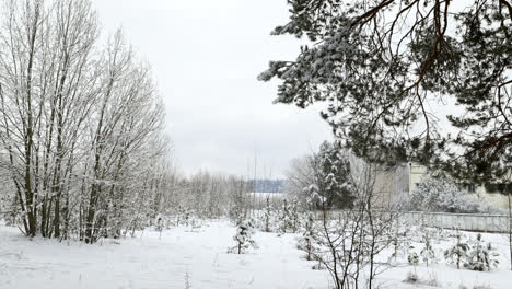 Verschneiter-Wald