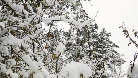 Forest-in-winter