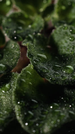 Drops-of-water-over-leaves