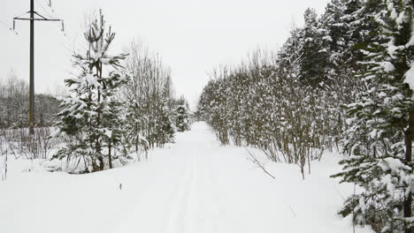 Bosque-Cubierto-De-Nieve