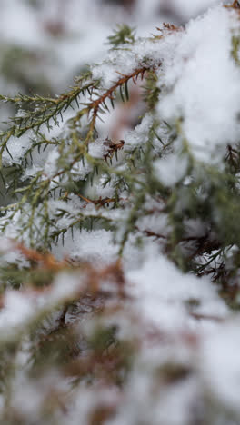 Frozen-branches