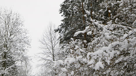 Verschneiter-Wald