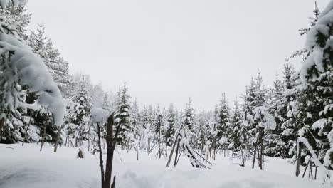 Snow-covered-forest