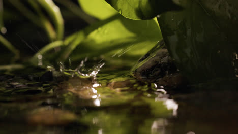 Plants-in-the-riverside