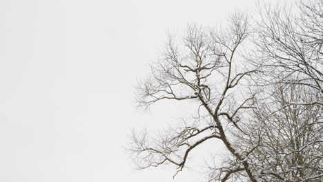 Trees-in-winter