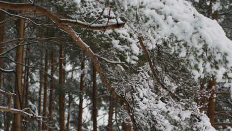 Nahaufnahme-Einer-Kiefer-Mit-Schnee