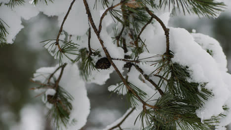 Nahaufnahme-Einer-Mit-Schnee-Bedeckten-Kiefer