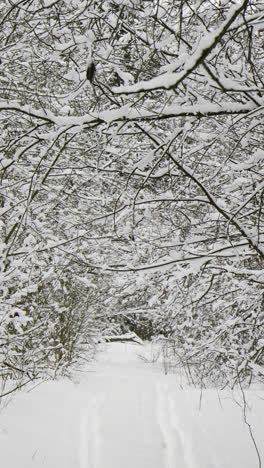 Verschneiter-Wald