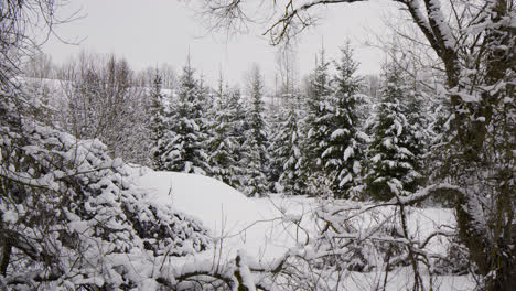 Snow-covered-forest