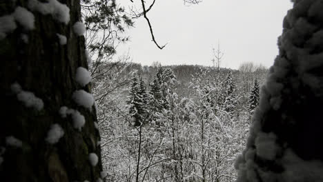 Snow-covered-forest