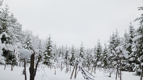 Snow-covered-forest