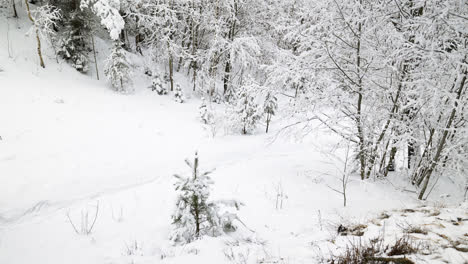 Person-walking-in-the-forest