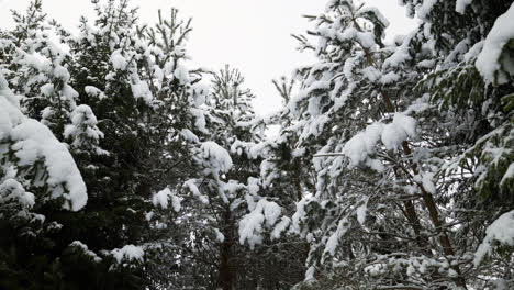 Snow-covered-forest