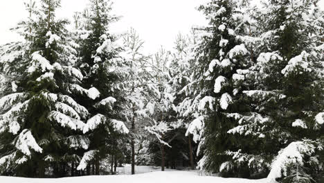 Bosque-Cubierto-De-Nieve