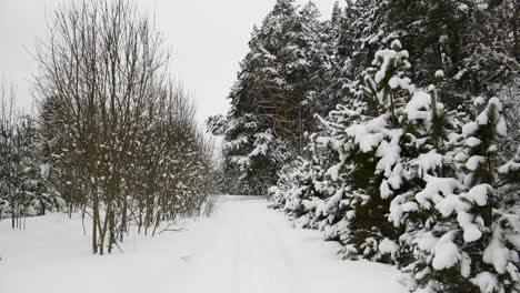 Snow-covered-forest