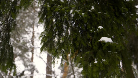 Closeup-pine-tree-with-snow