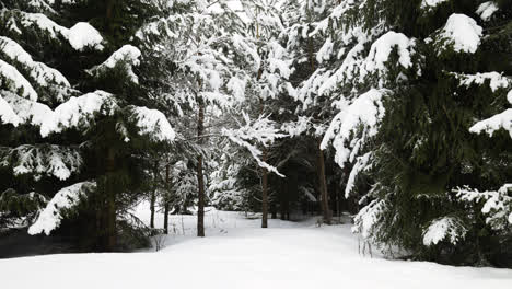 Bosque-Cubierto-De-Nieve