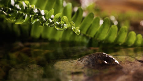 Plantas-En-La-Orilla-Del-Río