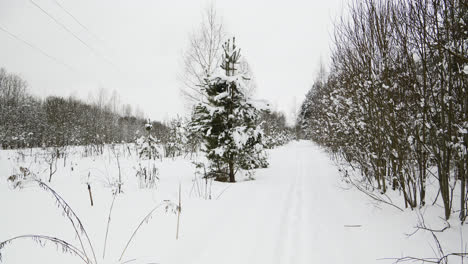 Verschneiter-Wald