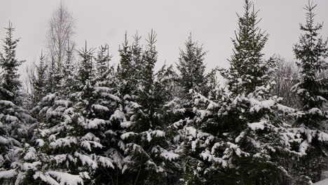 Snow-covered-forest