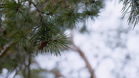 Tree-branches