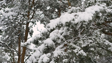 Nahaufnahme-Einer-Kiefer-Mit-Schnee