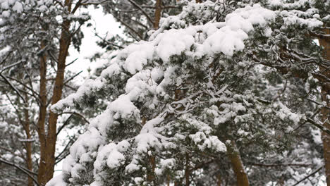 Nahaufnahme-Einer-Kiefer-Mit-Schnee