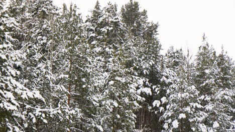 Bosque-Cubierto-De-Nieve