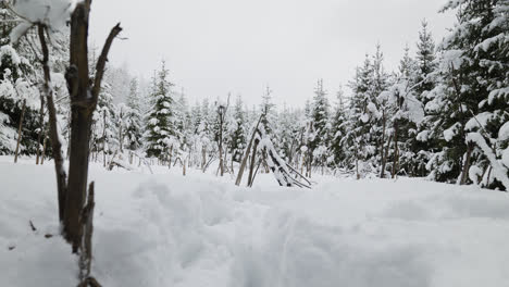 Snow-covered-forest