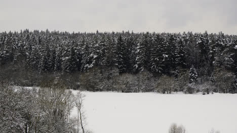 Verschneiter-Wald