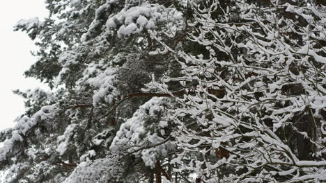 Snow-covered-forest