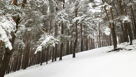 Bosque-Cubierto-De-Nieve