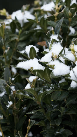 Frozen-branches