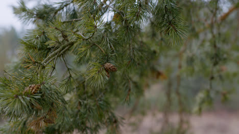 Tree-branches