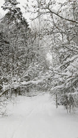 Bosque-Cubierto-De-Nieve