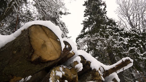 Snow-covered-logs