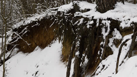 Bosque-Cubierto-De-Nieve