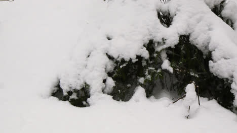 Snow-covered-forest