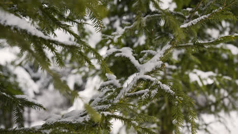 Closeup-pine-tree-with-snow