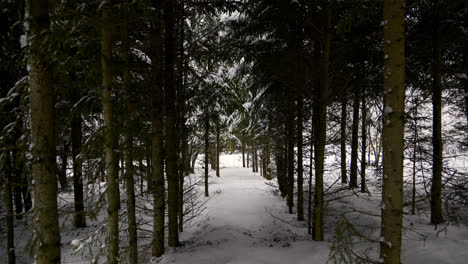 Snow-covered-forest