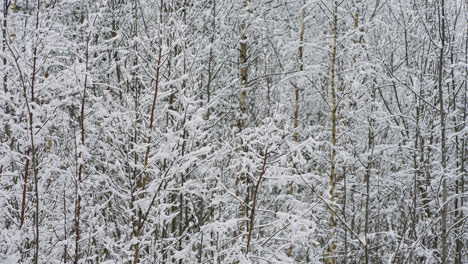 Snow-covered-forest