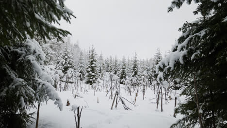 Bosque-Cubierto-De-Nieve