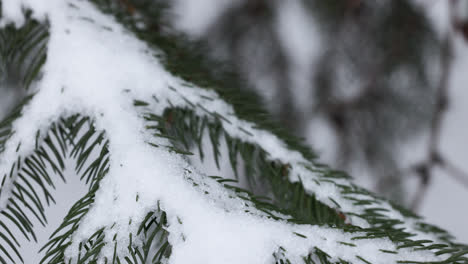 Frozen-branches