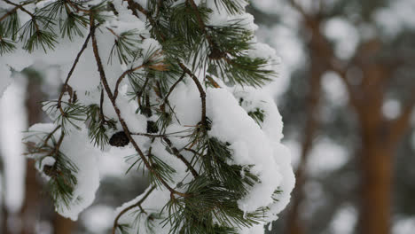 Primer-Plano-De-Pino-Cubierto-De-Nieve.