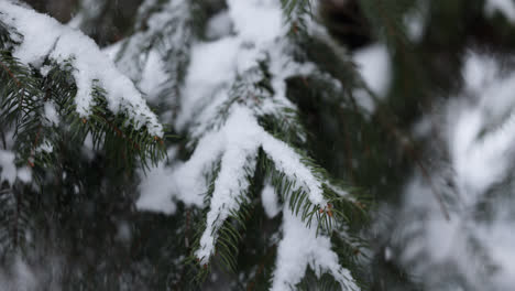 Frozen-branches