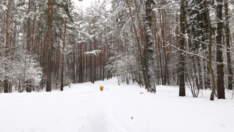 Snow-covered-forest