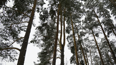 Bosque-Cubierto-De-Nieve