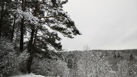 Snow-covered-forest