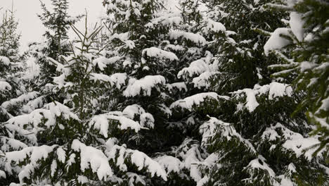 Bosque-Cubierto-De-Nieve